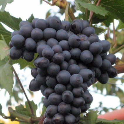 Vinic Moldova
