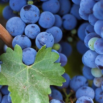 Blue and purple grape harvest 1920x1440