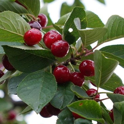 DM foto 2026 08 26T130932.659