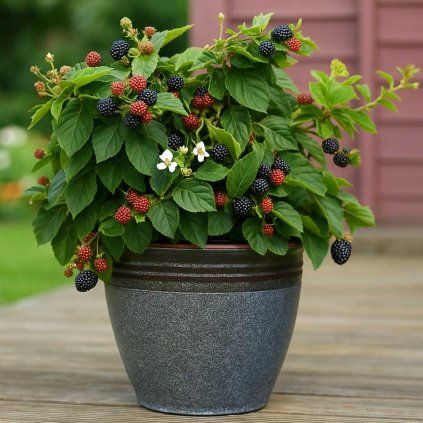 cernice little black prince do crepnika plantex 2vesele