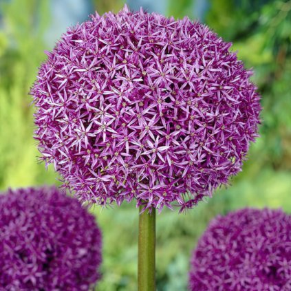 globemaster allium bulbs