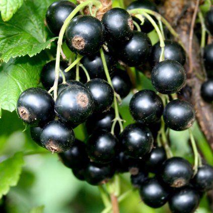 Ribezla Little Black Sugar
