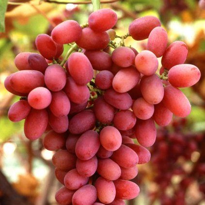 Vinic Crimson Seedless