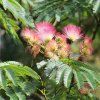albizia julibrissin1