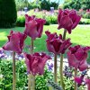 23638 tulipan crown of negrita 5 cibul plantex