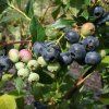 Heidelbeere Blue Dessert 4
