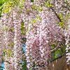 Wisteria floribunda Rosea Photoroom (1) (1)