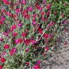 lychnis coronaria atrosanguinea ofwel prikneus
