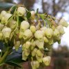 Arbutus Unedo Atlantic