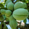 ASIMINA TRILOBA ΑΣΙΜΙΝΑ Η ΤΡΙΛΟΒΟΣ Ή ΜΠΑΝΑΝΑ ΤΩΝ ΙΜΑΛΑΪΩΝ Ή ΠΑΟ ΠΑΟ
