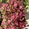 hydrangea paniculata petite cherry couharie pbr 2222 p
