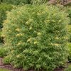 budlea