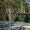 Heptacodium