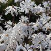 Magnolia Royal Stellata