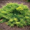 37696 borievka pfitzeriana aurea