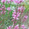 DM foto (28) Photoroom