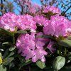 image (18)