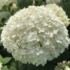 Hydrangea Sydney 530x2x