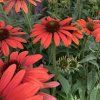 ECHINACEA PURPUREA - RED
