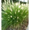 Pennisetum alopecuroides 'Hameln'