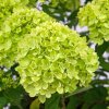 10211 1 hortenzia metlinata little lime