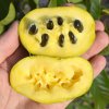 AsiminatrilobaSunflowerfruit 1024x1024